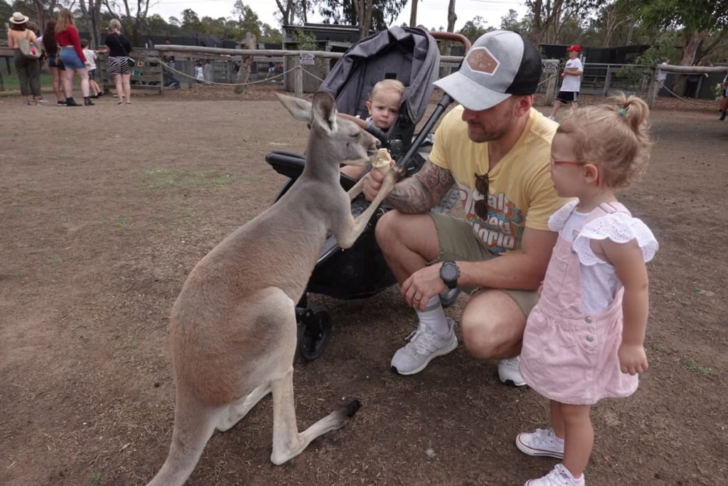 Kangaroo feeding Hunter Valley Zoo