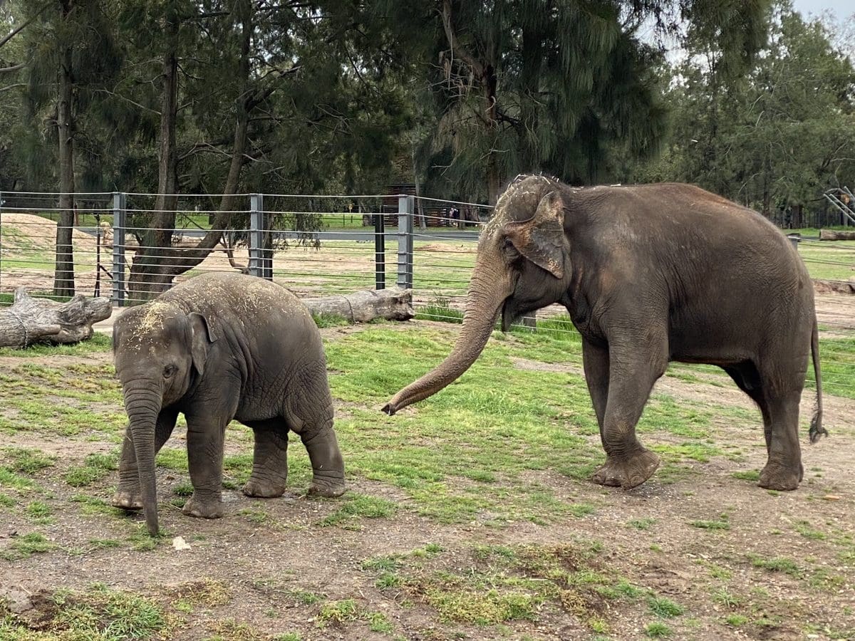 Taronga Western Plains Zoo Dubbo Elephants